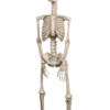 Boland Human Skeleton Decoration Accessories
