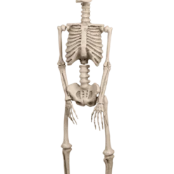 Boland Human Skeleton Decoration Accessories